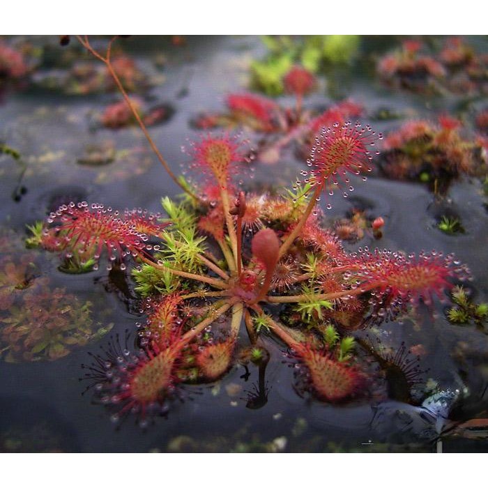 Cây bắt mồi gọng vó Drosera Capillaris chuyên bắt côn trùng