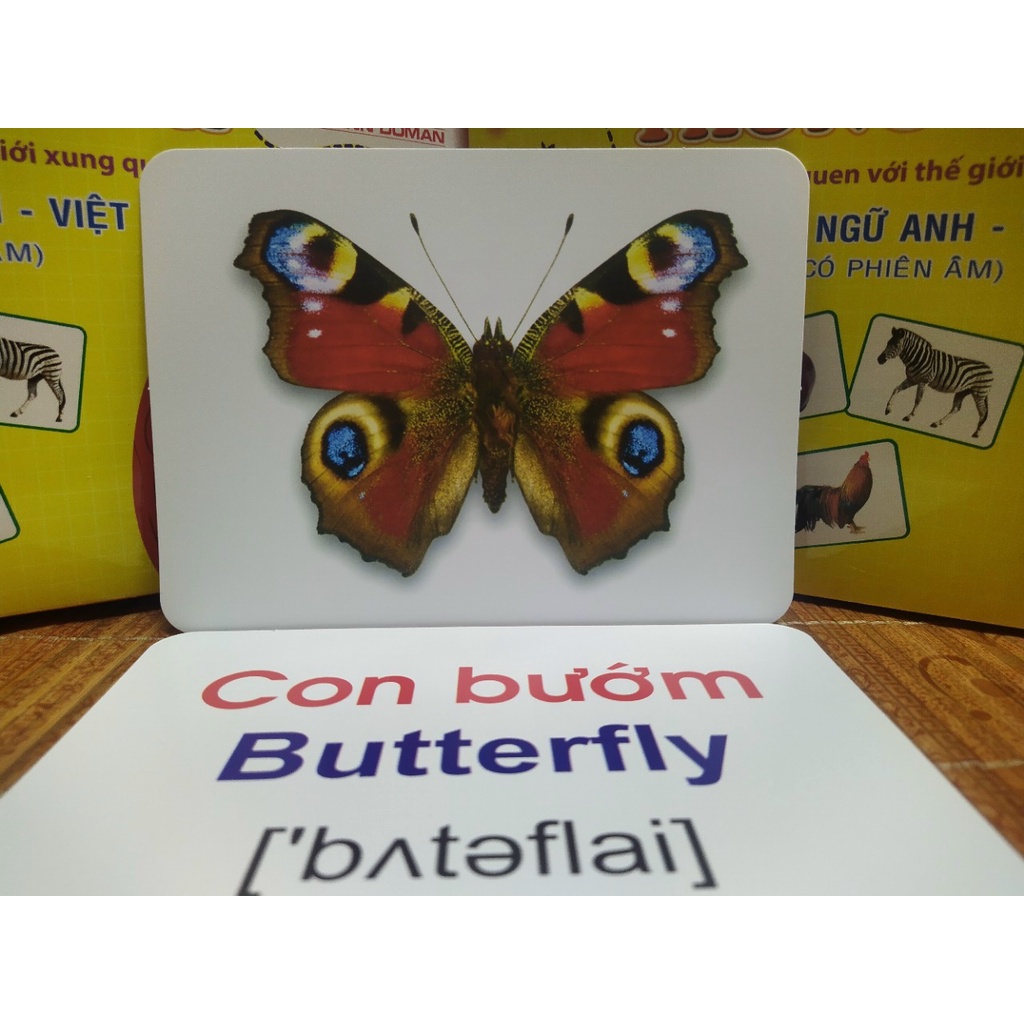 Bộ thẻ học thông minh chủ đề Bộ Chữ Cái Và Số flashcard glenn doman