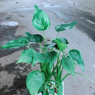 Chậu Môn Tai Phật