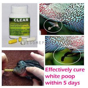 CZ9 Clear Thái Chuyên Trị Sình Bụng Phân Trắng Cho Cá Cảnh - Hàng Thái Lan