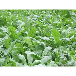 [ Deal 3K ] - 450 hạt giống Cải Cúc nếp ( Hạt giống Thanh Tâm )