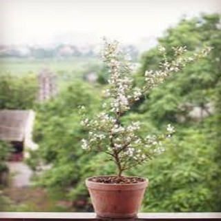 Linh sam tím siêu bông hoa thơm