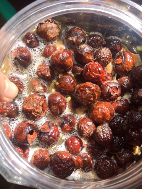 BỒ HÒN TÁCH HẠT