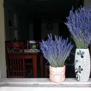 Hoa khô lavender