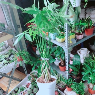 Chậu kim ngân 5 thân nhỏ