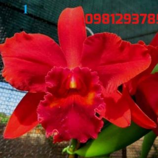 Cattleya cây giống