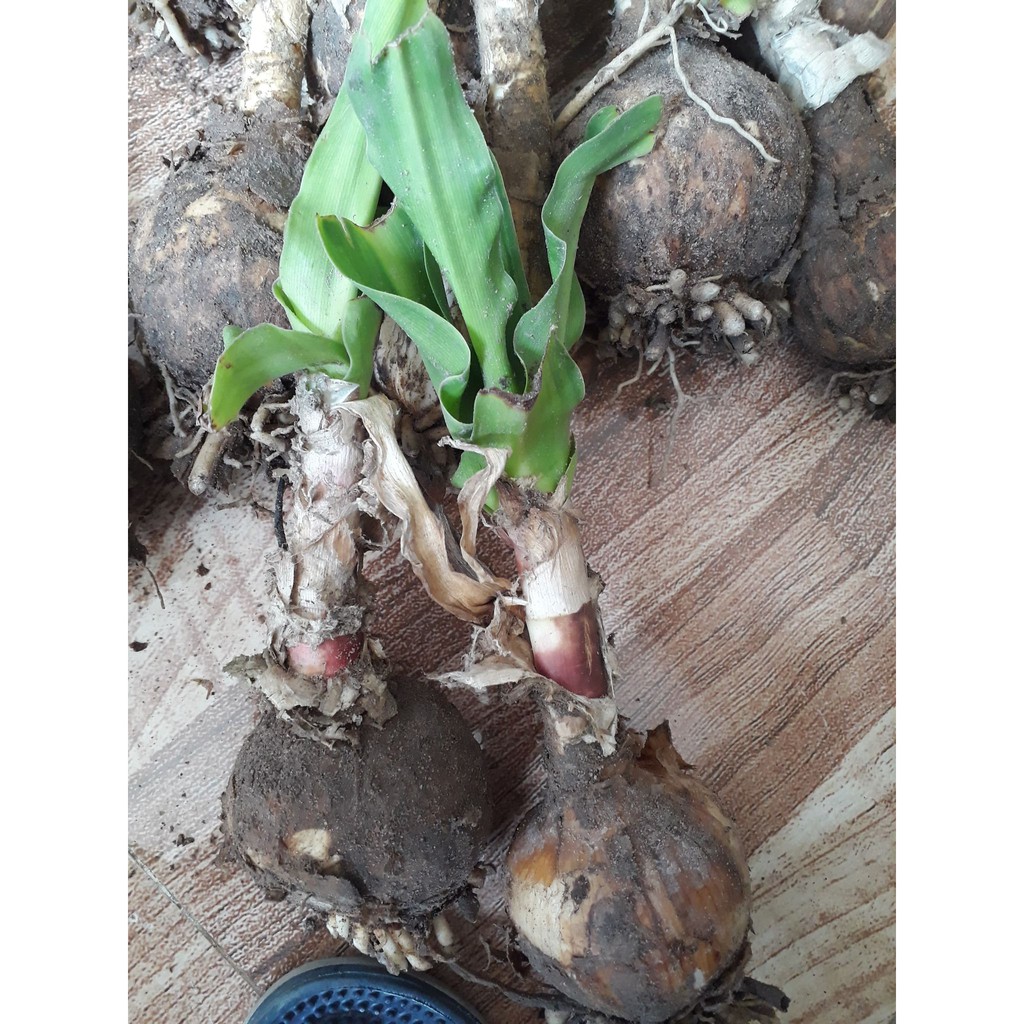 Củ giống trinh nữ hoàng cung, cây trinh nữ hoàng cung giống - Dùng cho u xơ,u nang