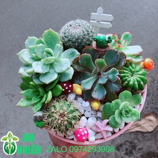 Chậu Sen Đá Tiểu Cảnh