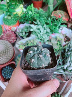 Xương Rồng Thần Long