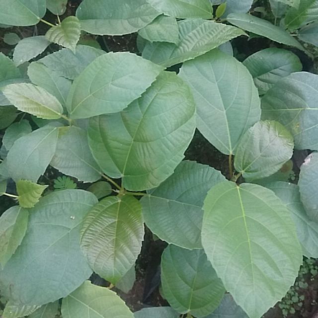 Cây vả giống