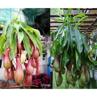 HẠT GIỐNG CÂY NẮP ẤM