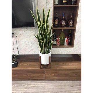 Cây giả Decor trang trí - Cây lưỡi hổ