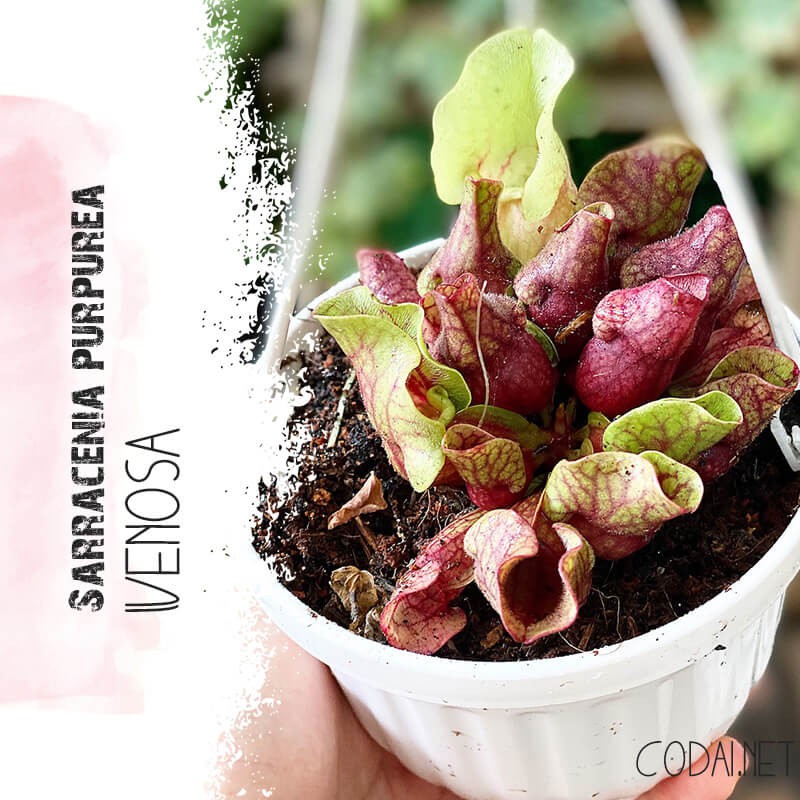 Cây Sarracenia purpurea Venosa – Bình Tử Thảo, Bẫy Mồi Mập chậu treo bí ngô