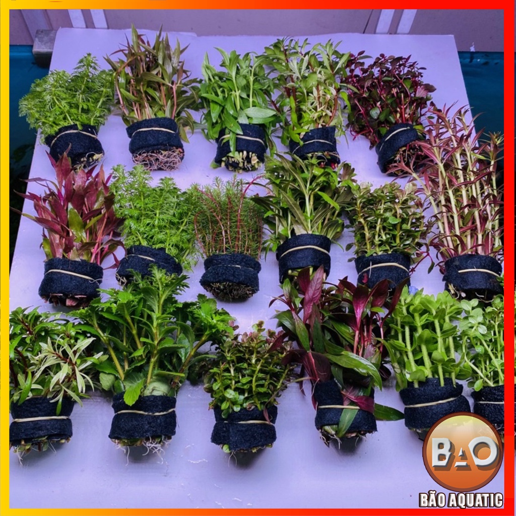 Combo 10 bó Cây thuỷ sinh cắt cắm lá cạn dễ trồng (6-10 loại cây) Siêu nhiều ngọn