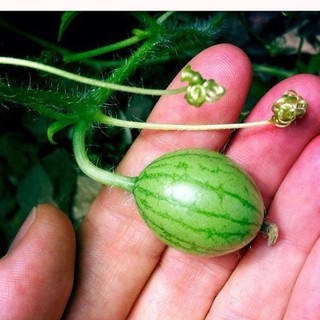 5h Hạt Giống Dưa Chuột Mini Mexico