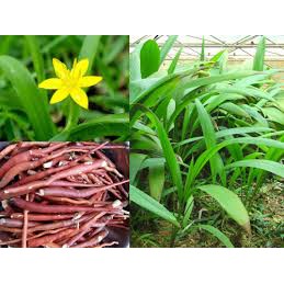 Cây giống Sâm Cau