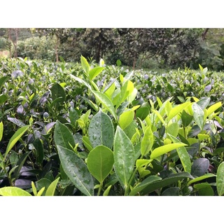 Cây giống chè xanh thái nguyên.