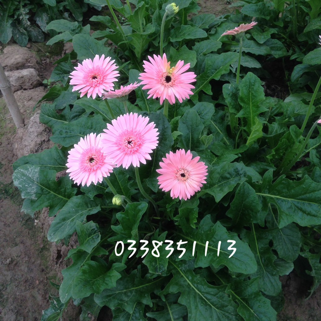 Cây giống hoa đồng tiền - 50 Cây