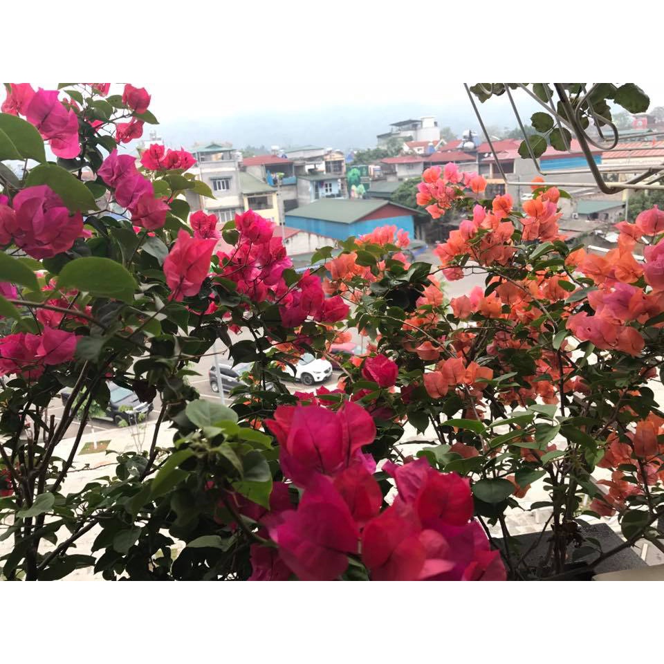 Chậu trồng hoa giấy cao 56cm mẫu đài loan cao cấp ĐL45x45x40cm