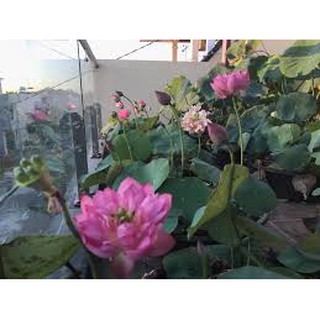 100 Hạt giống sen quan âm (sen bách điệp)