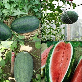 Hạt giống dưa hấu quả dài ruột đỏ siêu ngọt = 1 gói 10 hạt