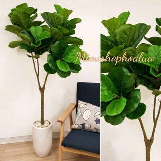 Cây giả - cây bàng singgapo giả cảnh cao 1.5mét- 1,8 met- trang trí nhà cửa, nội thất.
