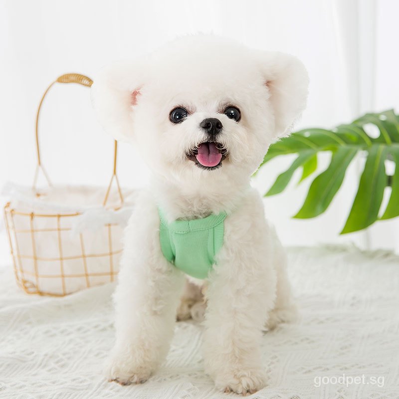 Mới Áo Họa Tiết Trái Cây Thời Trang Xuân Hè Cho Thú Cưng