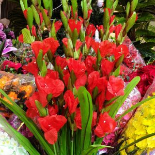 Hoa dơn lụa
