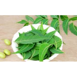 Mặt nạ bột lá neem 100% tự nhiên