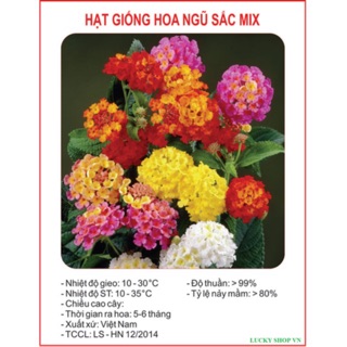HẠT GIỐNG HOA NGŨ SẮC NHIỀU MÀU GÓI 30 HẠT