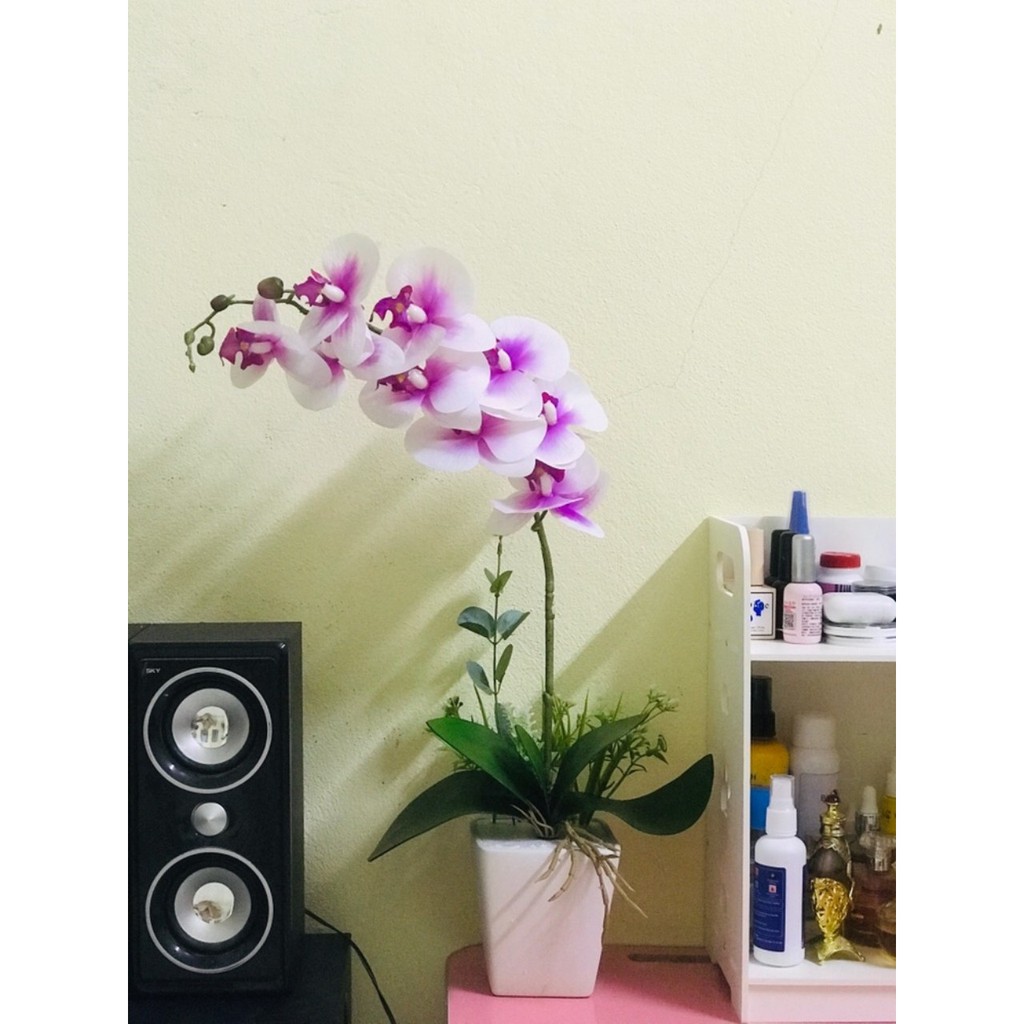 Cụm Lá Lan Hồ Điệp Cao Su 5 Lá Có Rễ-Lá Giả, Gốc Lan Giả