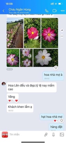 Hạt hoa cánh bướm