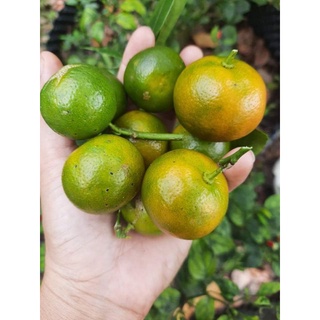 Mật ong nguyên chất