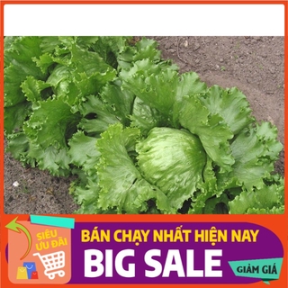 [ Hạt Giống Xanh ] Hạt giống xà lách búp ice berg - 2000 hạt