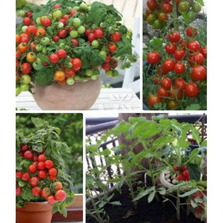 Hạt giống Cà chua bi Cherry lùn đỏ