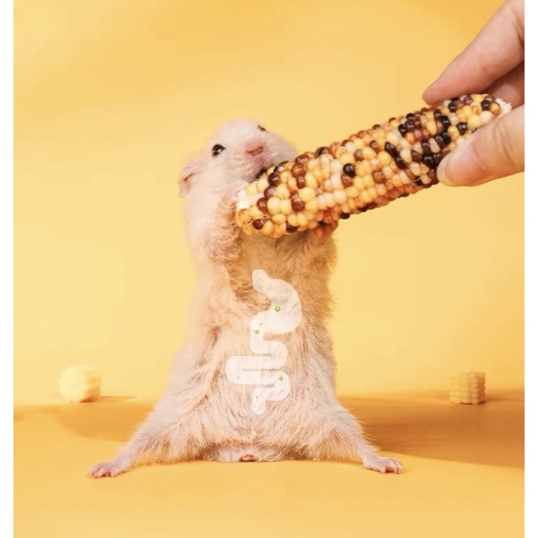 [ 1 TẶNG 1 ] bắp ngọt YEE mài răng siêu tốt dành cho hamster /sóc /thỏ /bọ /chinchila