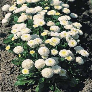 Hạt giống Hoa Cúc Anh (Cúc Bellis) mix màu - Gói 100 hạt.