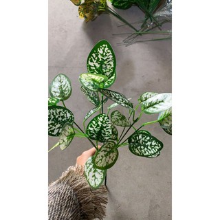 Lá giả - cụm lá đốm