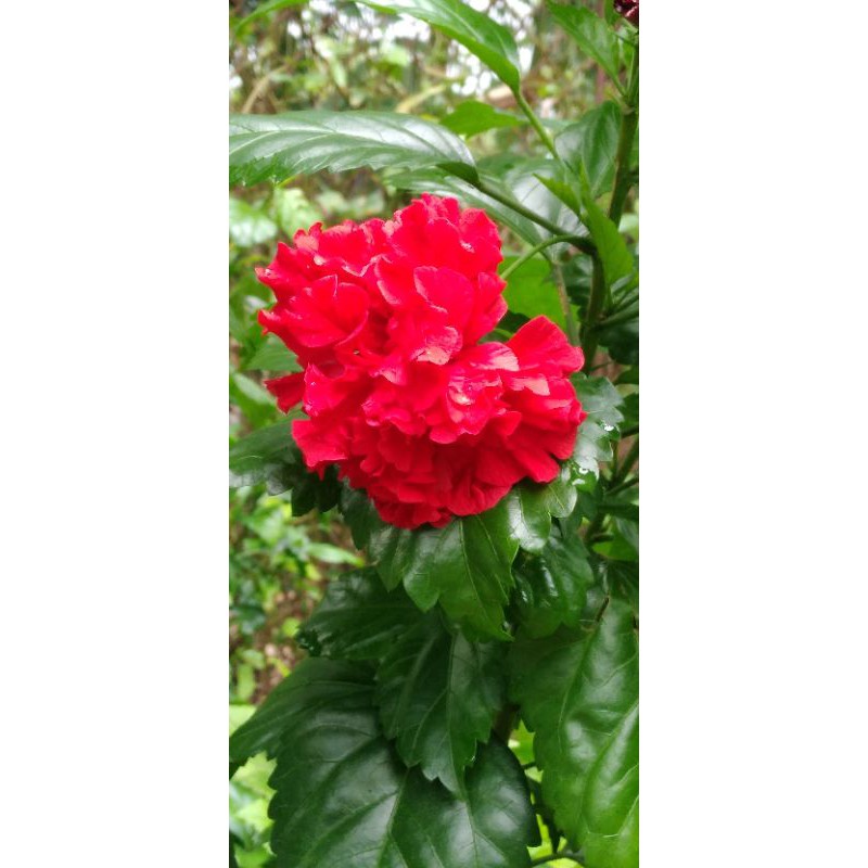 Hoa dâm bụt đỏ kép( cây giống)