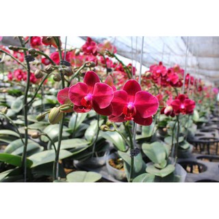 Cây Lan Hồ Điệp khủng cốc 3.5 giống Đài Loan hoa to dài và cực bền - Nữ hoàng của các loại hoa - giao cây đã cắt cành