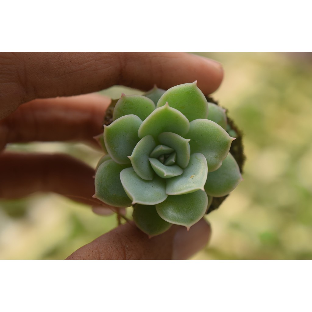 sen đá liên đài trắng mini 2-4cm