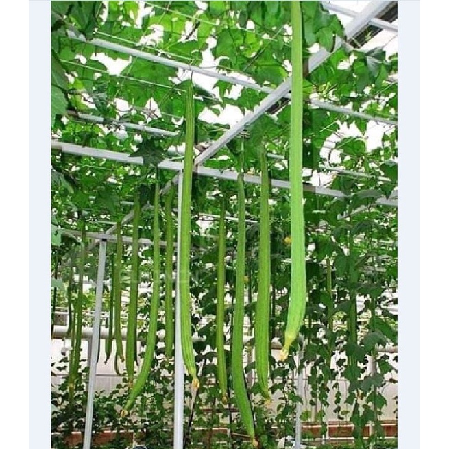 Hạt giống mướp hương siêu dài F1 KNS1126 - Gói 10 hạt