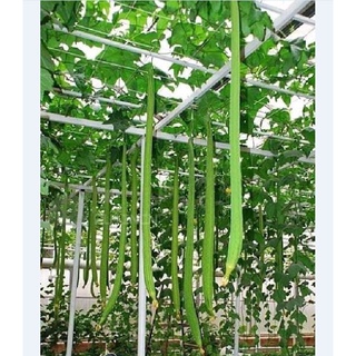 Hạt giống mướp hương siêu dài F1 KNS1126 - Gói 10 hạt