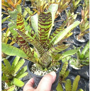 Dứa màu nam mỹ vằn (Neoregelia ampullacea)