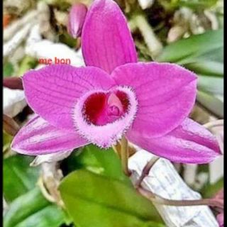 CÂY GIỐNG TRẦM RỪNG TÍM MÔI TUYẾT CÁNH BẦU