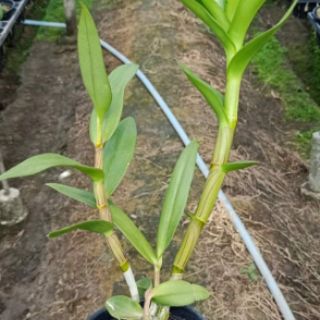 Denro nắng King 3 xưa đứng ngọn sắp hoa
