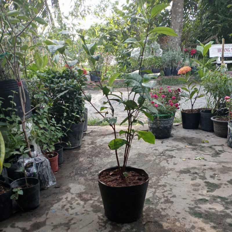 Chậu 3 cây Trà Xanh, lấy lá, rễ cứng, thân hoá gỗ dễ trồng