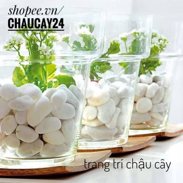Sỏi trắng to  trang trí hồ cá, chậu cây cảnh, terrarium, sân vườn