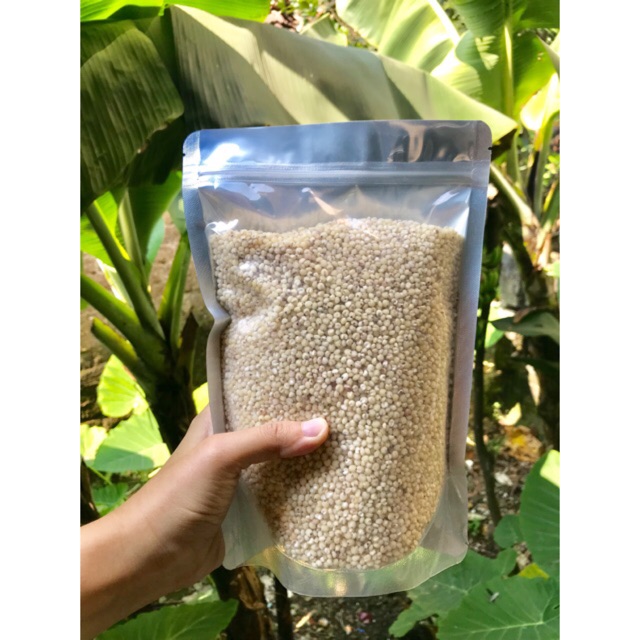 Hạt Ý dĩ (bo bo)