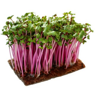 Hạt giống rau mầm đỏ mầm củ cải